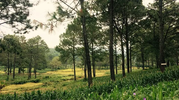 Rừng Thông Bản Áng Có Gì? Khám Phá Trải Nghiệm Du Lịch Đầy Ấn Tượng: Ăn, Chơi, Ở, Và Nhiều Hoạt Động Thú Vị Khác