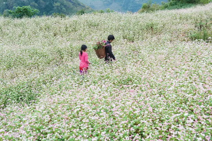 Rừng Thông Bản Áng Có Gì? Khám Phá Trải Nghiệm Du Lịch Đầy Ấn Tượng: Ăn, Chơi, Ở, Và Nhiều Hoạt Động Thú Vị Khác
