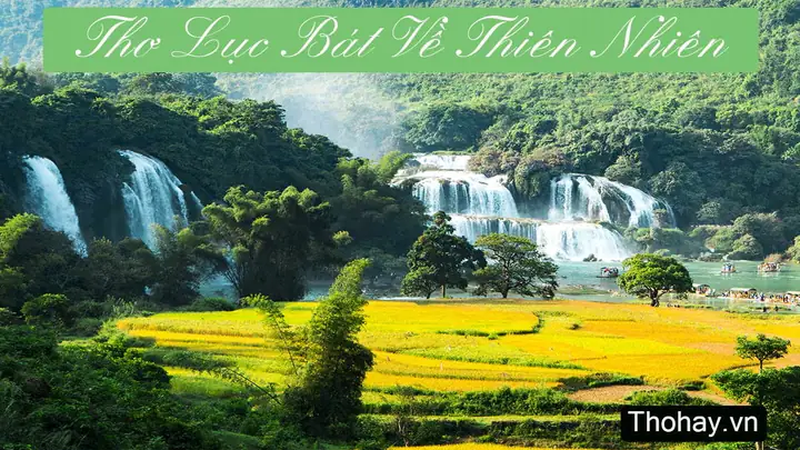 Tuyển Tập Thơ Hay Về Rừng Tràm Trà Sư An Giang Đầy Cảm Xúc