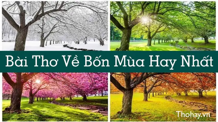 Tuyển Tập Thơ Hay Về Rừng Tràm Trà Sư An Giang Đầy Cảm Xúc