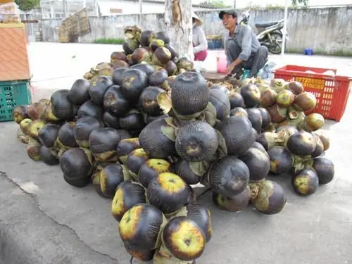 Bánh Bò Thốt Nốt Châu Đốc Mua Ở Đâu Ngon Nhất? Địa Chỉ & Bí Quyết Chọn 33 Bánh Bò Thốt Nốt Châu Đốc Mua Ở Đâu Ngon Nhất? Địa Chỉ & Bí Quyết Chọn