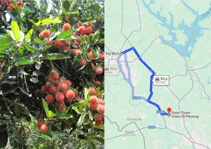 Bánh Tráng Út Phượng Gò Dầu: Tìm Hiểu Về Thương Hiệu, Sản Phẩm Và Địa Chỉ Mua