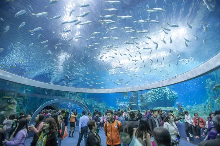 Khám Phá Viện Hải Dương Học Nha Trang: Giờ Mở Cửa, Giá Vé & Trải Nghiệm Độc Đáo