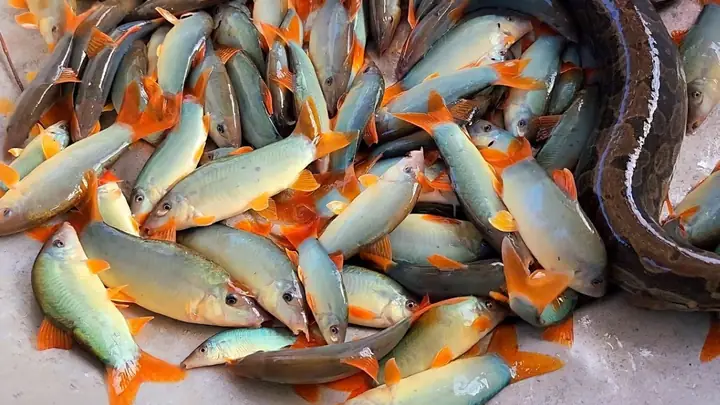 Cá Nanh Heo Làm Món Gì Ngon Nhất? Khám Phá Các Công Thức Hấp Dẫn
