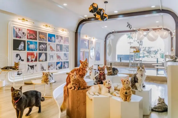 Top 10 Quán Cafe Chó Mèo Hà Nội: Khám Phá Thiên Đường "sen" Và Boss Cưng
