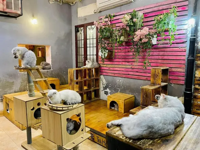 Top 10 Quán Cafe Chó Mèo Hà Nội: Khám Phá Thiên Đường "sen" Và Boss Cưng 47 Top 10 Quán Cafe Chó Mèo Hà Nội: Khám Phá Thiên Đường "sen" Và Boss Cưng