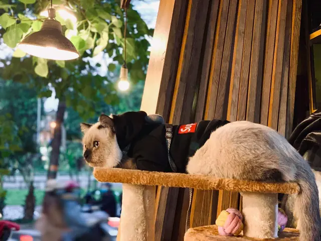 Top 10 Quán Cafe Chó Mèo Hà Nội: Khám Phá Thiên Đường "sen" Và Boss Cưng