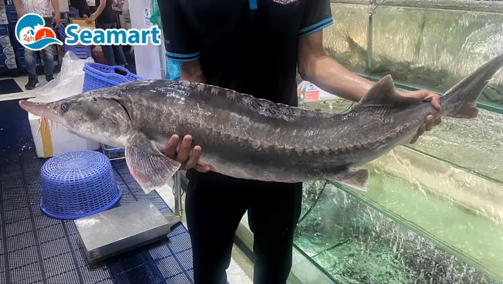Cá Tầm Nặng Bao Nhiêu Kg: Khám Phá Kích Thước Thực Tế Các Loại Và Loài Khổng Lồ Cá Tầm Nặng Bao Nhiêu Kg: Khám Phá Kích Thước Thực Tế Các Loại Và Loài Khổng Lồ