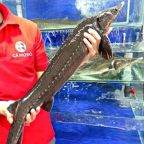 Cá Tầm Sống Ở Nước Ngọt Hay Nước Mặn? Đặc Điểm Và Môi Trường Sống Chi Tiết