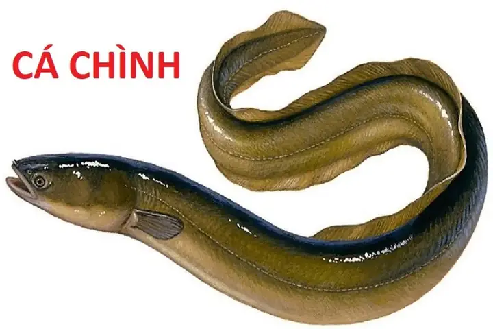10 Món Ngon Từ Cá Chình Biển: Hướng Dẫn Chế Biến Chuẩn Vị