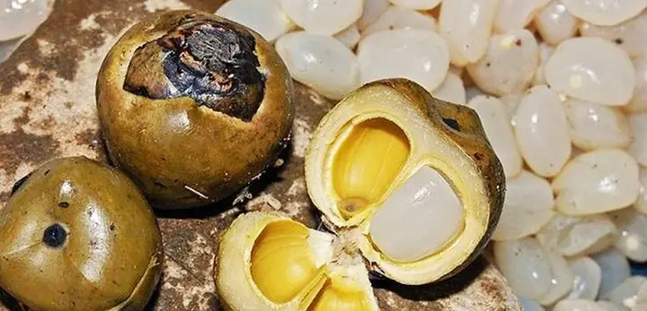 10+ Công Thức Chế Biến Hạt Đác Ngon Mát Lành, Dễ Làm Tại Nhà 10+ Công Thức Chế Biến Hạt Đác Ngon Mát Lành, Dễ Làm Tại Nhà