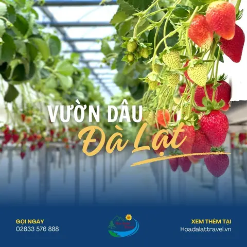 Top 18+ Vườn Dâu Đà Lạt Uy Tín: Hái Trực Tiếp, Sống Ảo & Kinh Nghiệm Du Lịch Top 18+ Vườn Dâu Đà Lạt Uy Tín: Hái Trực Tiếp, Sống Ảo & Kinh Nghiệm Du Lịch