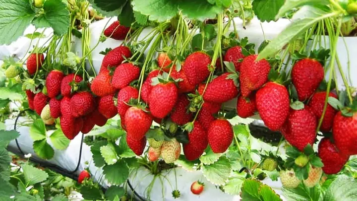 Top 18+ Vườn Dâu Đà Lạt Uy Tín: Hái Trực Tiếp, Sống Ảo & Kinh Nghiệm Du Lịch