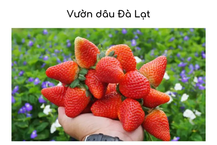 Top 18+ Vườn Dâu Đà Lạt Uy Tín: Hái Trực Tiếp, Sống Ảo & Kinh Nghiệm Du Lịch Top 18+ Vườn Dâu Đà Lạt Uy Tín: Hái Trực Tiếp, Sống Ảo & Kinh Nghiệm Du Lịch