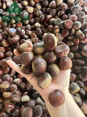 Hạt Dẻ Cao Bằng: Cách Chế Biến Ngon, Dễ Bóc Vỏ & Bí Quyết Rang Thơm Bùi