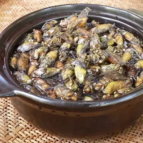 Cách Chế Biến Ve Sầu: Món Ngon Độc Đáo Từ Vùng Quê Đến Bữa Cơm Gia Đình Cách Chế Biến Ve Sầu: Món Ngon Độc Đáo Từ Vùng Quê Đến Bữa Cơm Gia Đình