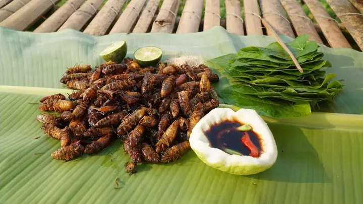 Cách Chế Biến Ve Sầu: Món Ngon Độc Đáo Từ Vùng Quê Đến Bữa Cơm Gia Đình Cách Chế Biến Ve Sầu: Món Ngon Độc Đáo Từ Vùng Quê Đến Bữa Cơm Gia Đình