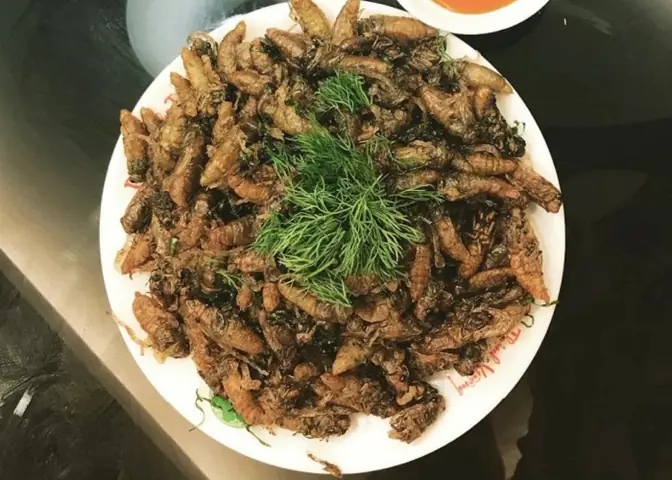 Cách Chế Biến Ve Sầu: Món Ngon Độc Đáo Từ Vùng Quê Đến Bữa Cơm Gia Đình Cách Chế Biến Ve Sầu: Món Ngon Độc Đáo Từ Vùng Quê Đến Bữa Cơm Gia Đình