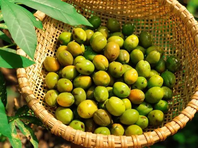 Cách Làm Cà Na Đập Chua Ngọt Giòn Ngon Chuẩn Vị Cách Làm Cà Na Đập Chua Ngọt Giòn Ngon Chuẩn Vị