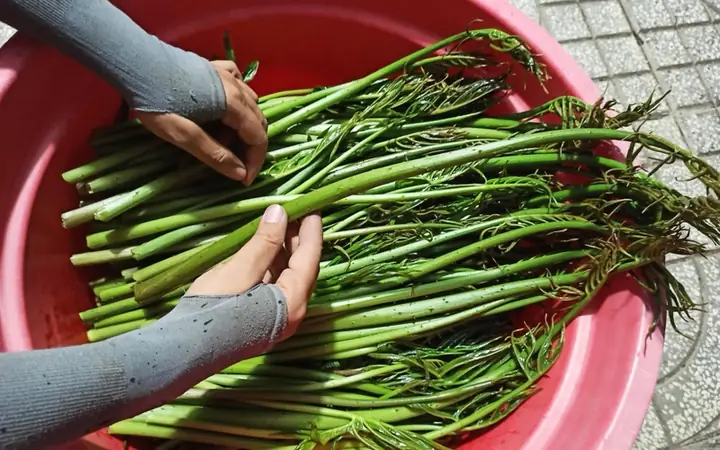 Hướng Dẫn Chi Tiết Cách Làm Rau Móp Xào Tỏi Thơm Ngon Chuẩn Vị