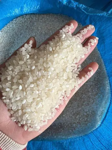 Cách Nấu Gạo Nếp Tú Lệ Thơm Ngon, Dẻo Mềm Chuẩn Vị Cách Nấu Gạo Nếp Tú Lệ Thơm Ngon, Dẻo Mềm Chuẩn Vị