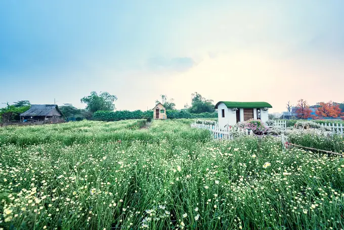 Khám Phá Cánh Đồng Hoa Cúc Họa Mi: Địa Điểm, Thời Điểm Và Kinh Nghiệm Check-in Đẹp Khám Phá Cánh Đồng Hoa Cúc Họa Mi: Địa Điểm, Thời Điểm Và Kinh Nghiệm Check-in Đẹp