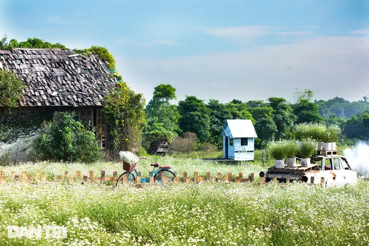 Khám Phá Cánh Đồng Hoa Cúc Họa Mi: Địa Điểm, Thời Điểm Và Kinh Nghiệm Check-in Đẹp Khám Phá Cánh Đồng Hoa Cúc Họa Mi: Địa Điểm, Thời Điểm Và Kinh Nghiệm Check-in Đẹp