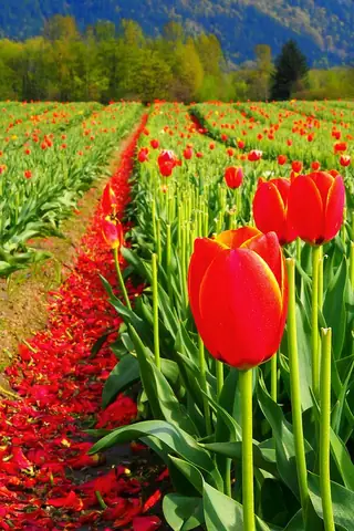 Khám Phá Top 10 Cánh Đồng Hoa Hồng Đẹp Nhất Thế Giới