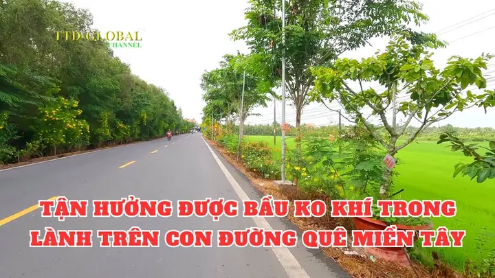 Cầu Kè Trà Vinh Có Gì Chơi: Khám Phá 5+ Địa Điểm Hấp Dẫn Nhất