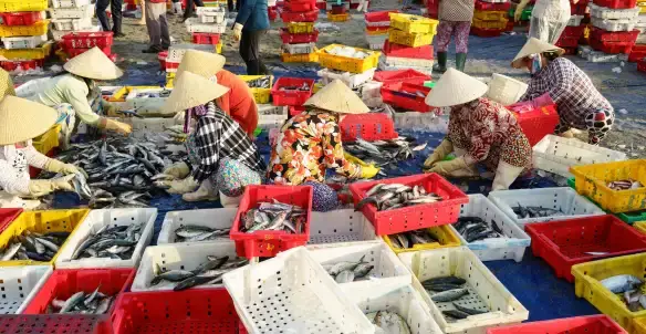 Chợ Xóm Lưới Vũng Tàu Mấy Giờ Đóng Cửa? Thời Gian Hoạt Động & Kinh Nghiệm Mua Hải Sản Chợ Xóm Lưới Vũng Tàu Mấy Giờ Đóng Cửa? Thời Gian Hoạt Động & Kinh Nghiệm Mua Hải Sản