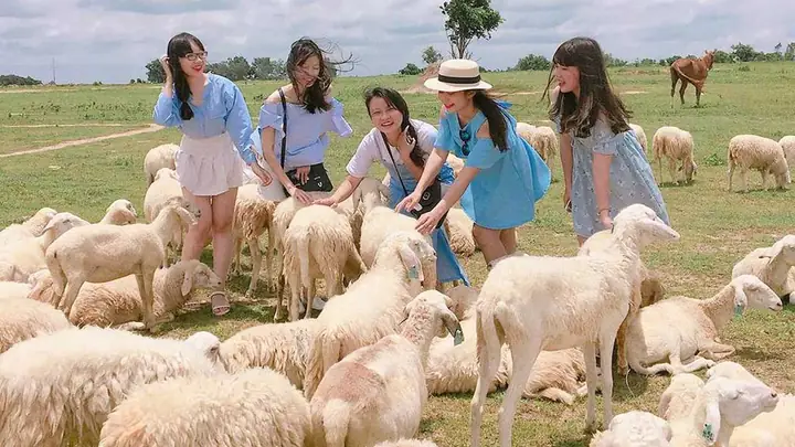 Chụp Hình Cừu Vũng Tàu: Kinh Nghiệm Khám Phá Đồi Cừu Suối Nghệ Đẹp Như Châu Âu