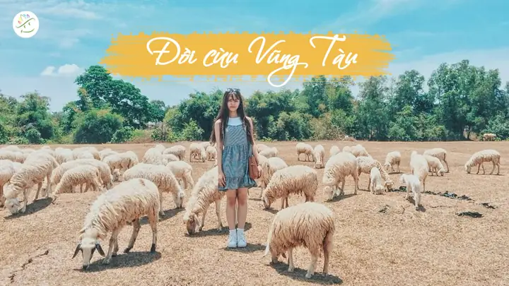 Chụp Hình Cừu Vũng Tàu: Kinh Nghiệm Khám Phá Đồi Cừu Suối Nghệ Đẹp Như Châu Âu