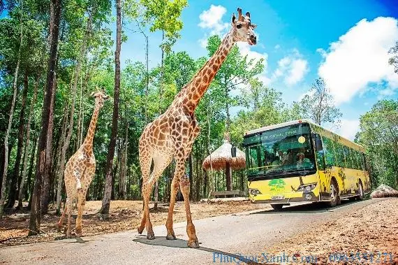 Có Nên Đi Safari Phú Quốc: Kinh Nghiệm Chi Tiết Cho Lần Đầu Ghé Thăm Có Nên Đi Safari Phú Quốc: Kinh Nghiệm Chi Tiết Cho Lần Đầu Ghé Thăm