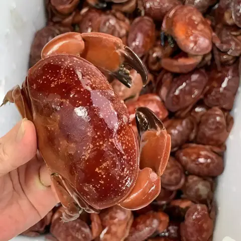 Con Cù Kỳ Sống Ở Đâu? Khám Phá Môi Trường Sống Và Đặc Điểm Của Loài Cua Này