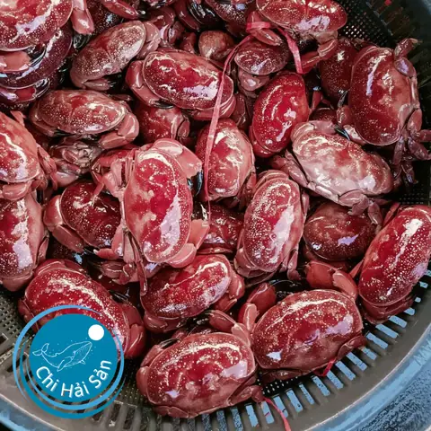 Con Cù Kỳ Sống Ở Đâu? Khám Phá Môi Trường Sống Và Đặc Điểm Của Loài Cua Này