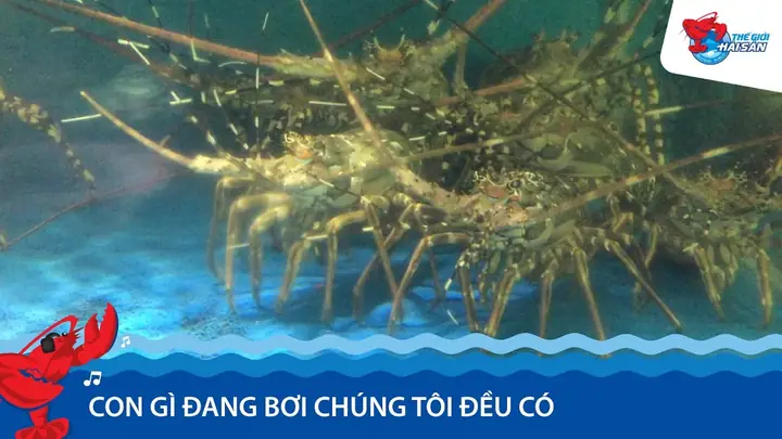 Thế Giới Hải Sản: Khám Phá “con Gì Đang Bơi, Chúng Tôi Đều Có” – Slogan Khẳng Định Sự Đa Dạng Và Tươi Ngon