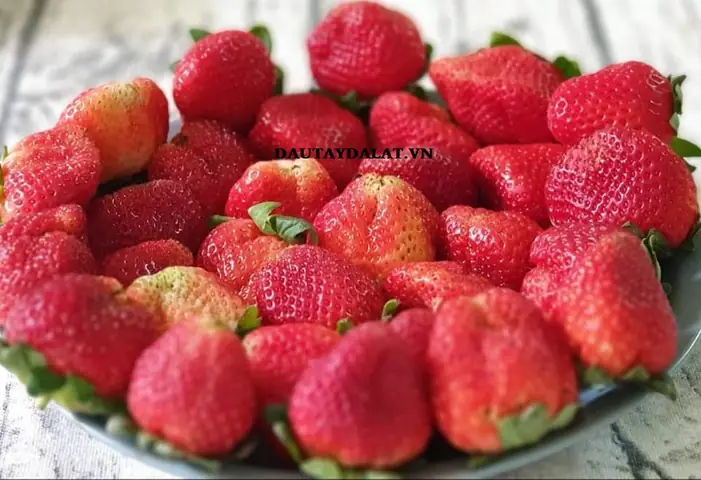 Top 10+ Địa Điểm Mua Dâu Tây Đà Lạt Ngon, Tươi, Giá Tốt Nhất 2024