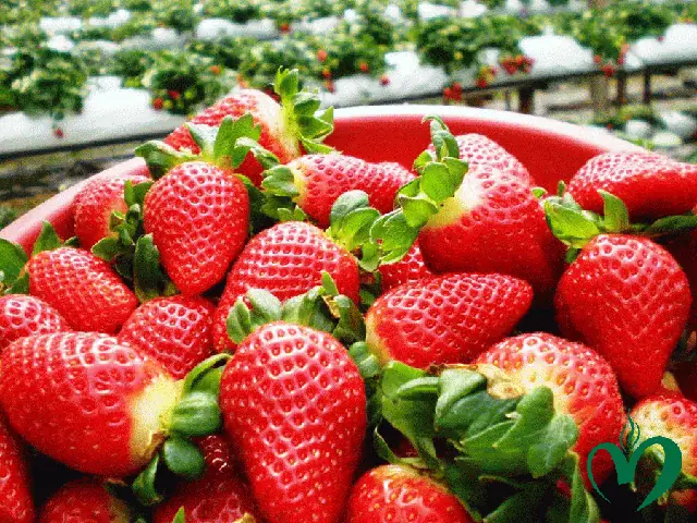 Dâu Đà Lạt Bao Nhiêu 1kg? Giá Dâu Tây Tươi Mới Nhất Hôm Nay