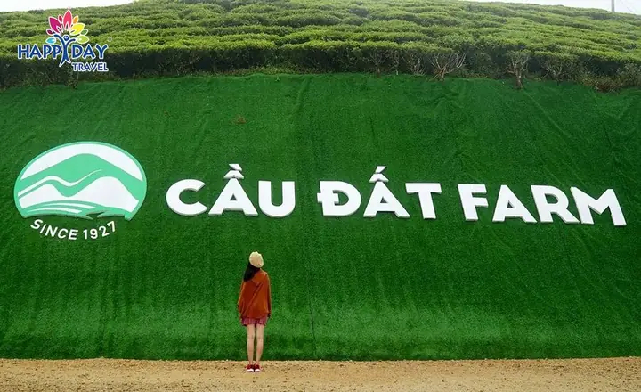 Đồi Chè Cầu Đất Đà Lạt: Kinh Nghiệm A-z Từ A-z, Săn Mây & Check-in Đẹp Đồi Chè Cầu Đất Đà Lạt: Kinh Nghiệm A-z Từ A-z, Săn Mây & Check-in Đẹp