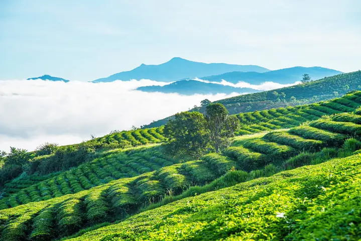 Đồi Chè Cầu Đất Đà Lạt: Kinh Nghiệm A-z Từ A-z, Săn Mây & Check-in Đẹp Đồi Chè Cầu Đất Đà Lạt: Kinh Nghiệm A-z Từ A-z, Săn Mây & Check-in Đẹp