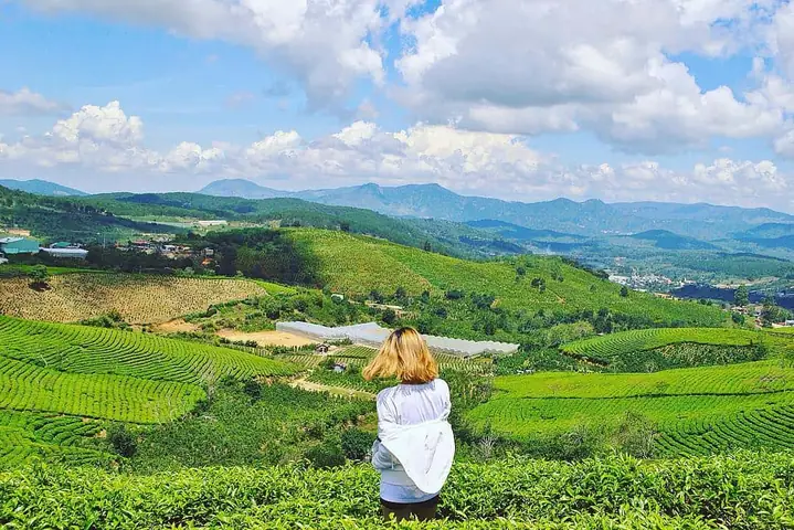 Đồi Chè Cầu Đất Đà Lạt: Kinh Nghiệm A-z Từ A-z, Săn Mây & Check-in Đẹp