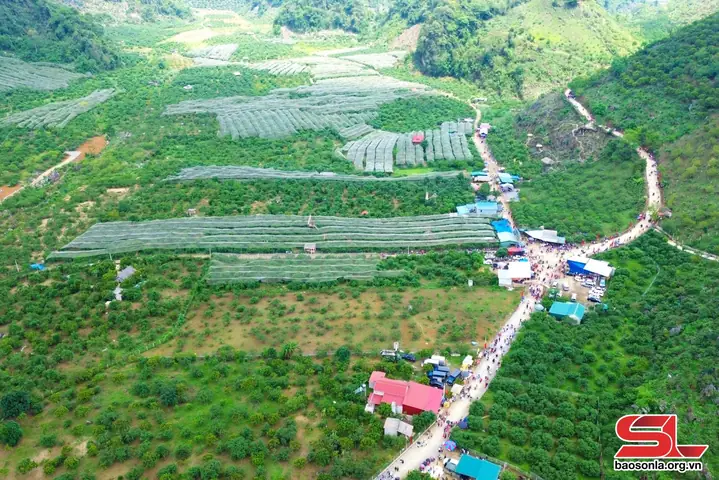 Du Lịch Cao Nguyên Mộc Châu: Cẩm Nang Toàn Diện Từ A-z Cho Trải Nghiệm Tuyệt Vời
