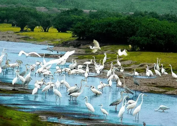 Cồn Nổi Kim Sơn: Khám Phá Vẻ Đẹp Hoang Sơ, Kinh Nghiệm Du Lịch Chi Tiết Cồn Nổi Kim Sơn: Khám Phá Vẻ Đẹp Hoang Sơ, Kinh Nghiệm Du Lịch Chi Tiết