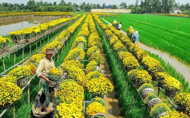 Kinh Nghiệm Du Lịch Đồng Tháp Tự Túc: Ăn Gì, Chơi Gì, Đi Lại Như Thế Nào?