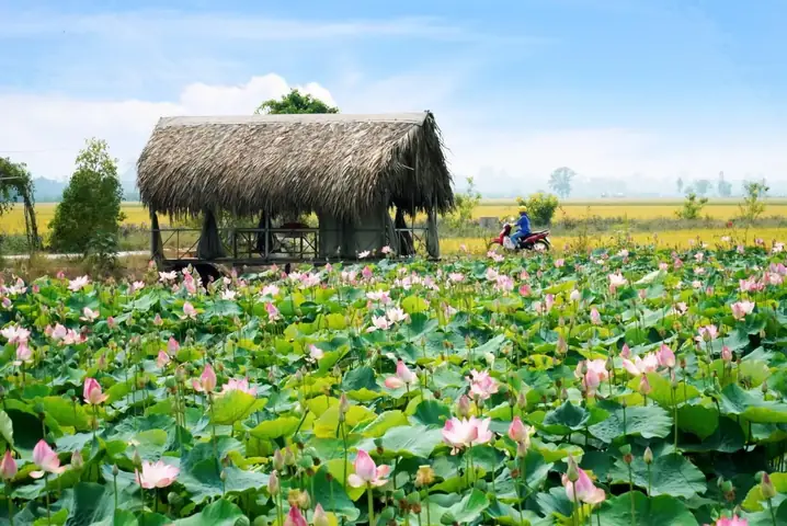 Kinh Nghiệm Du Lịch Đồng Tháp Tự Túc: Ăn Gì, Chơi Gì, Đi Lại Như Thế Nào?