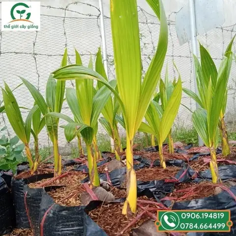 Dừa Tam Quan: Công Dụng Chữa Bệnh & Giá Trị Dinh Dưỡng Tốt Cho Sức Khỏe Dừa Tam Quan: Công Dụng Chữa Bệnh & Giá Trị Dinh Dưỡng Tốt Cho Sức Khỏe
