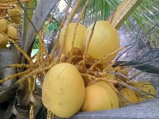Dừa Tam Quan: Công Dụng Chữa Bệnh & Giá Trị Dinh Dưỡng Tốt Cho Sức Khỏe Dừa Tam Quan: Công Dụng Chữa Bệnh & Giá Trị Dinh Dưỡng Tốt Cho Sức Khỏe