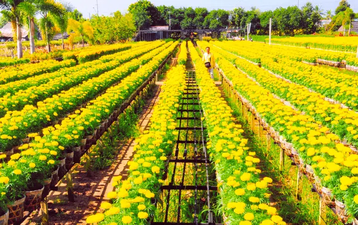 Khám Phá Làng Hoa Sa Đéc: Thủ Phủ Hoa Kiểng Miền Tây - Cẩm Nang Từ A-z