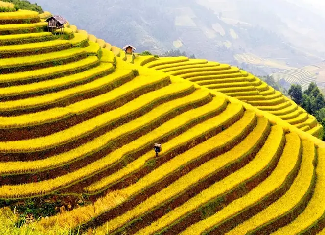 Ruộng Bậc Thang Hoàng Su Phì: Di Sản Thiên Nhiên Và Kinh Nghiệm Du Lịch Đầy Đủ