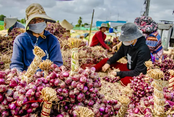 Hành Tím Vĩnh Châu Sóc Trăng: Đặc Sản Nổi Tiếng Từ "thủ Phủ" Của Miền Tây